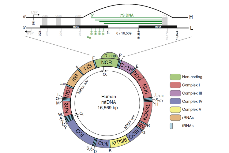 displacement map教程