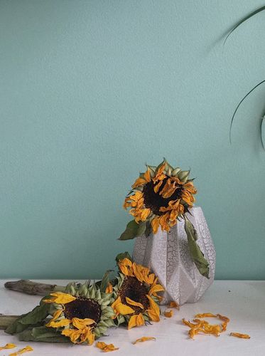 discuz x3.1 免费手机模板