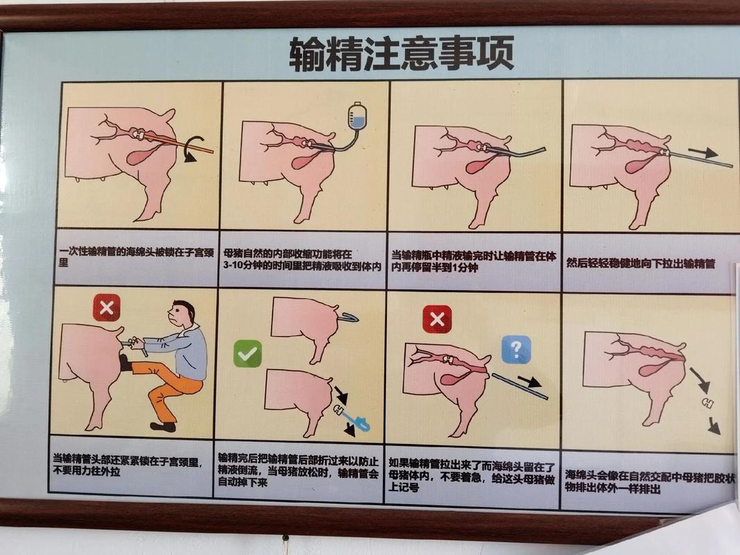 小猪pigcms 安装教程