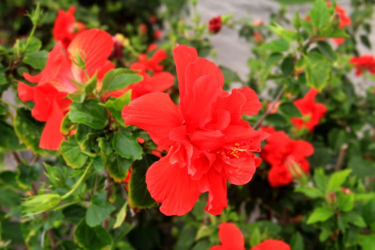 discuz模板 红色快报