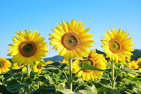 阳光成单wap模板下载